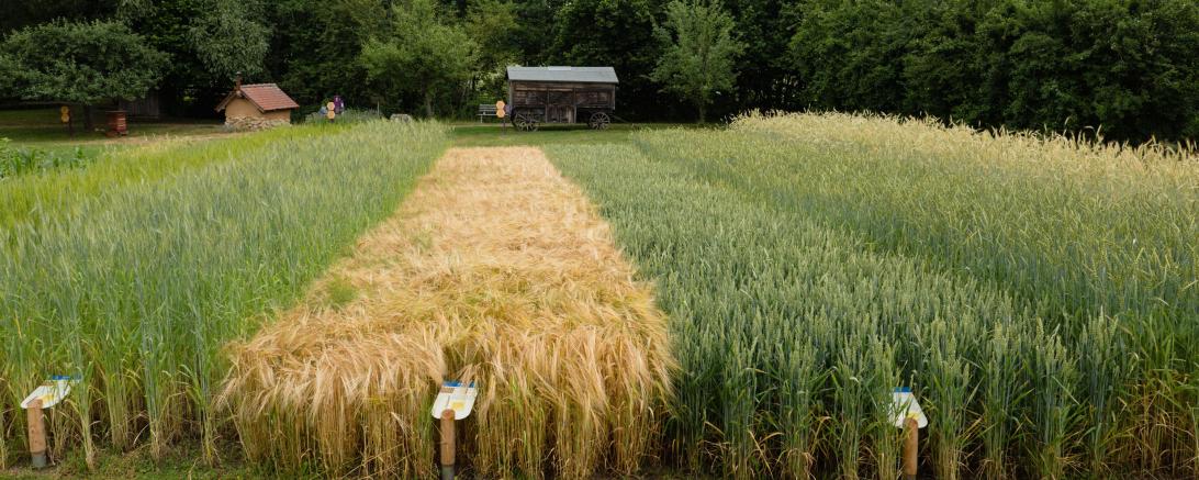 Schaufelder und Bienen-Garten des Museums KulturLand Ries. 