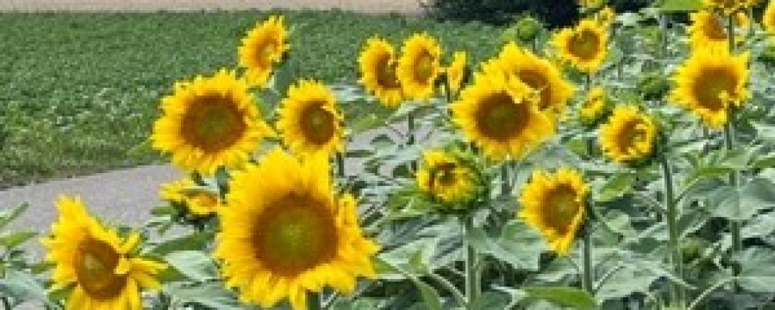 Das Bild zeigt den Wenneberg