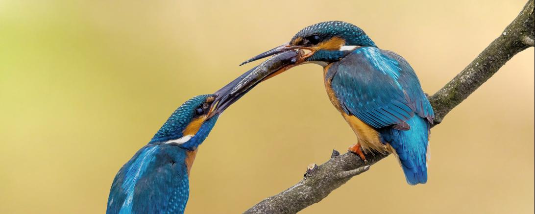 Mit diesem Bild eines Eisvogelpärchen gewann Michael Walter den Wettbewerb "Bild des Monats September" der Film- und Fotofreunde Oettingen.