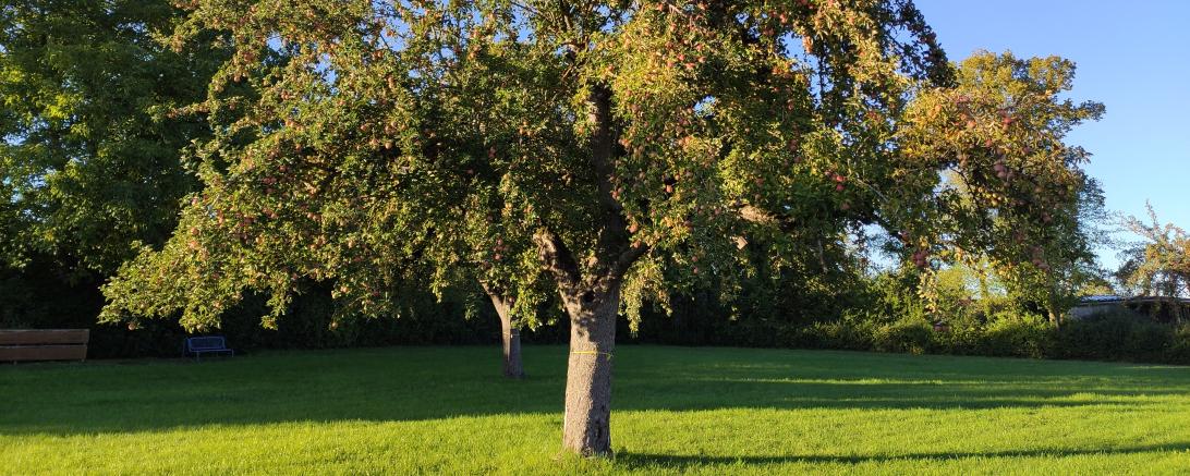 Obstbaum mit gelber Markierung