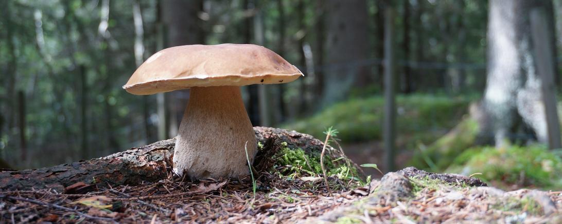 Symbolbild: Steinpilz im Wald 