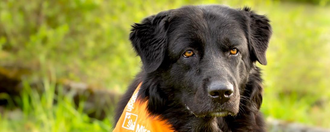 Therapiehündin Mira 