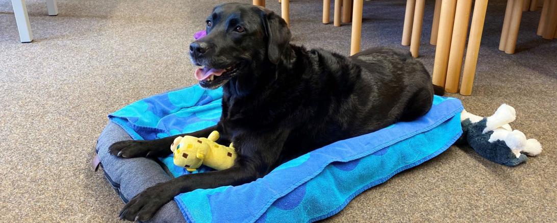 Das Bild zeigt den Schulhund Lotte an der Realschule Maria Stern Nördlingen