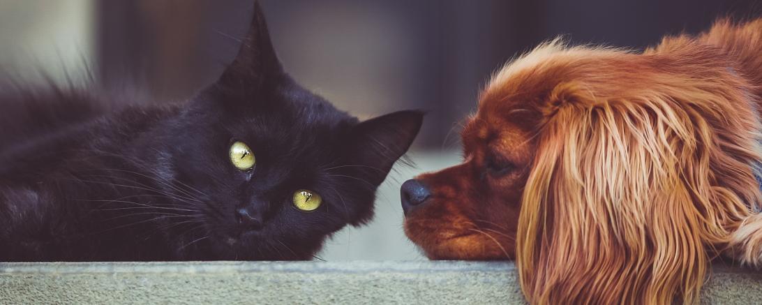 Ein Hund neben einer Katze.