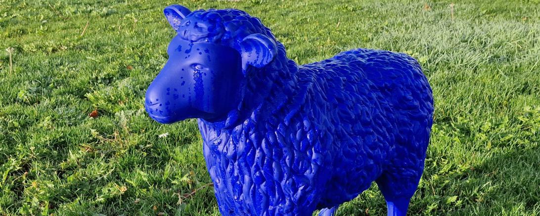 Fahndungsfoto blaues Schaf.