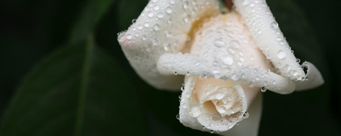 Auf dem Bild ist eine weiße Rose zu sehen.