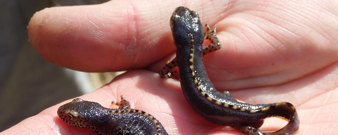 Im Bild sind zwei Bergmolchen zu sehen.
