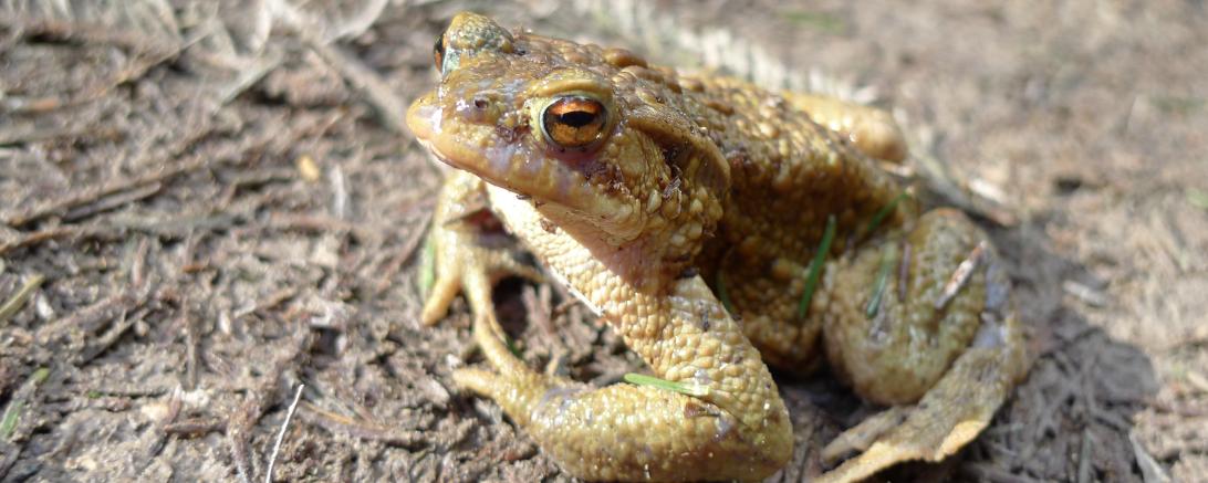Im Bild ist eine Erdkröte zu sehen.