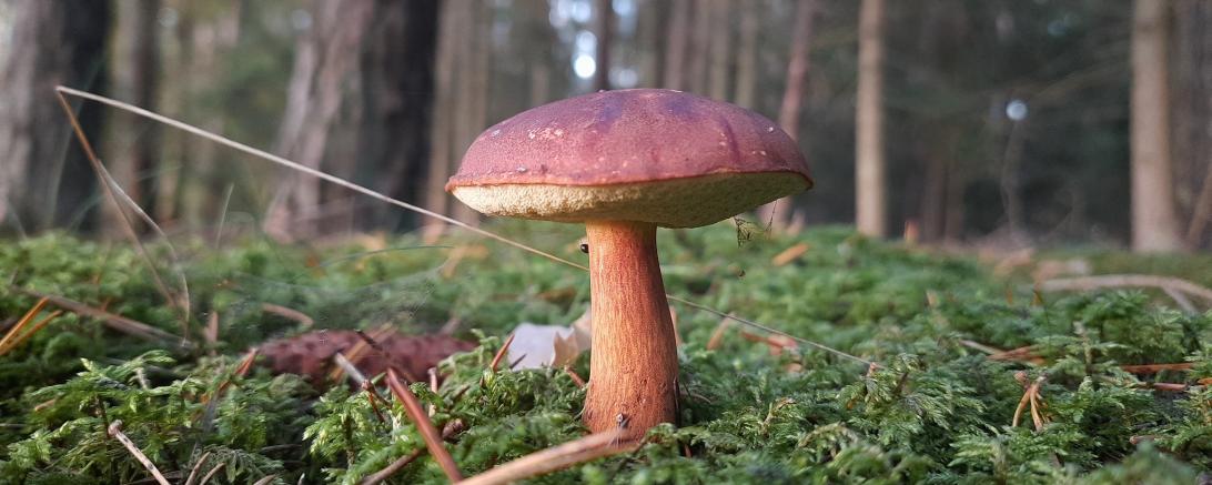 Pilz im Schwalbtal