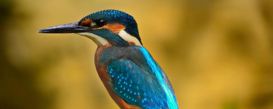 Hier sieht man den Eisvogel.
