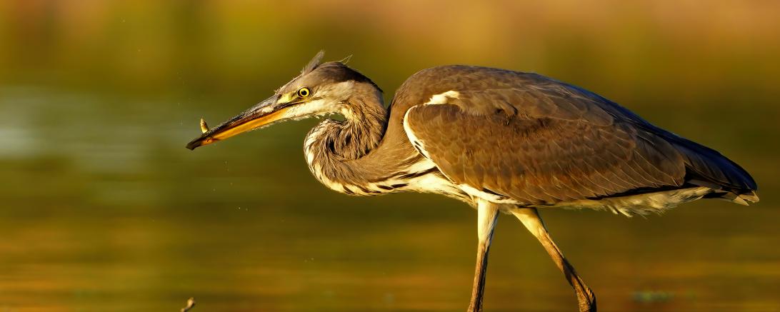 Das Bild des Monats Januar.