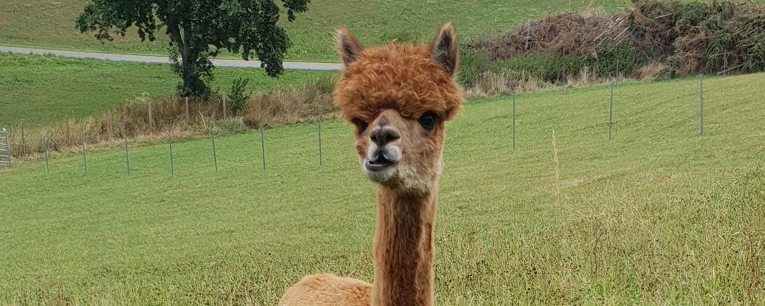 Alpaka Angelo