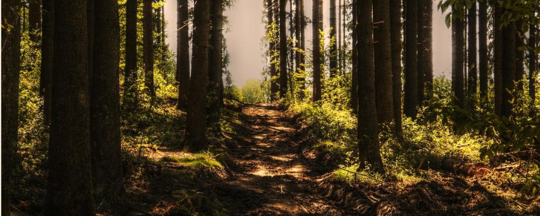 es ist ein Wald zu sehen