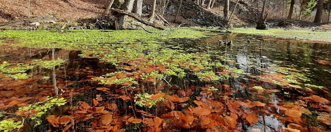 Mühlweiher an der Mittelmühle.