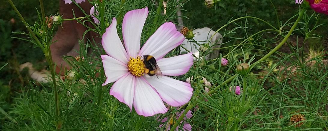 Auch heuer verteilen die beiden Referenten für Umwelt und Landwirtschaft Stefan Reicherzer und Christian Scholz wieder Blumensamen zur Aussaat im Garten. 