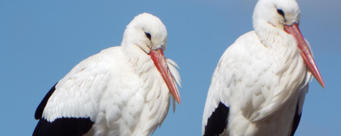 Tilly, der männliche Storch (Bild rechts), ist größer als seine Partnerin. Milly (links) erkennt man auch an den vereinzelten weißen Federn zwischen den schwarzen, auch der Schnabel ist kleiner und heller.