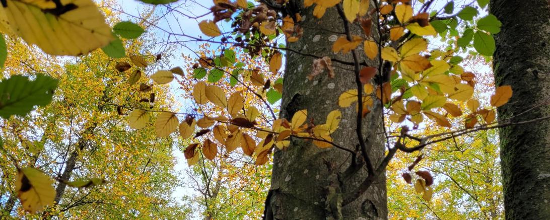 In der Natur lässt sich viel Energie tanken.