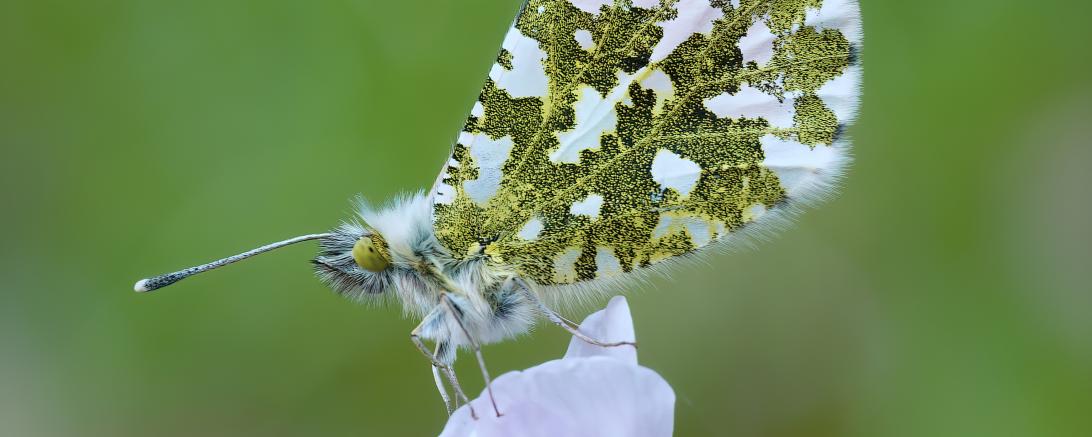 Das Foto zeigt einen Aurorafalter auf seinem Ansitz und Futterpflanze, dem Wiesenschaumkraut.