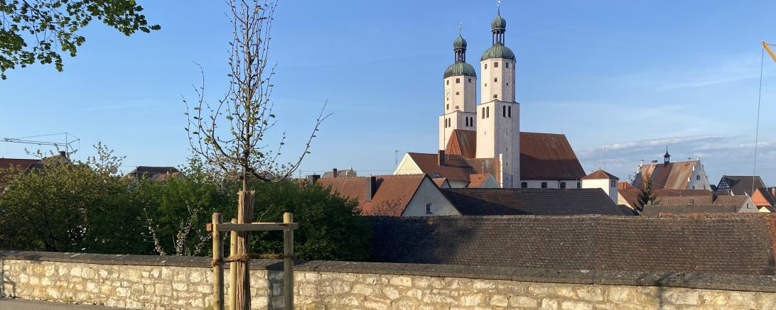 Bild der Baumpflanzugen