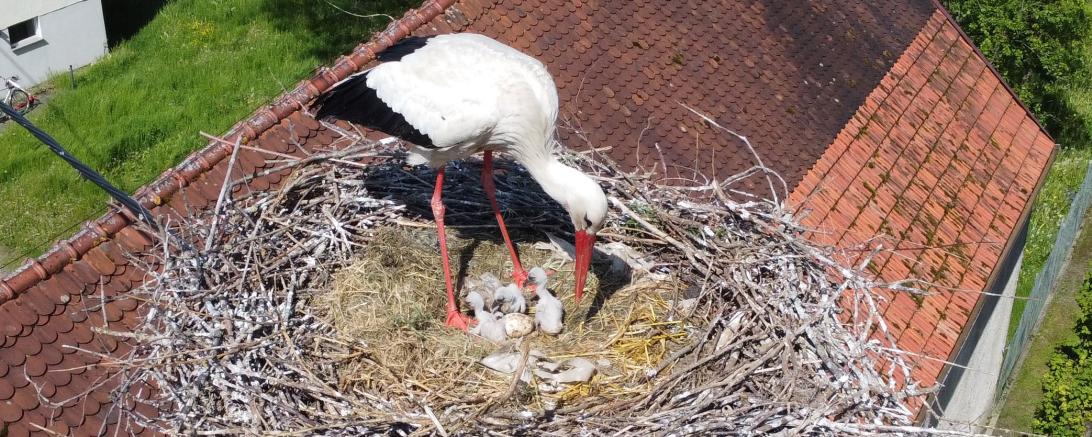 Tilly und Milly Störche Rain 