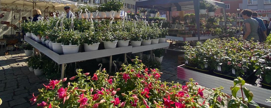 Der Fuchsienmarkt 2023 in Wemding.