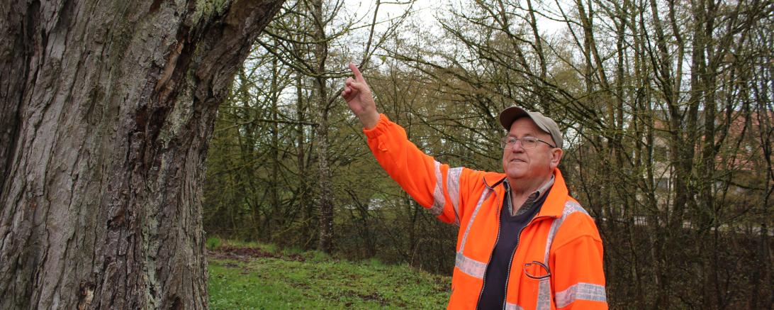 Ludwig Pfister kümmert sich um Naturdenkmale, wie hier eine Gruppe Kastanien, die über 300 Jahre alt sind.