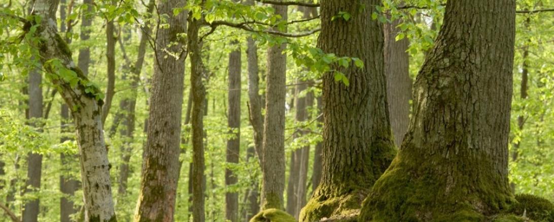 Beispiel für einen Mischwald.