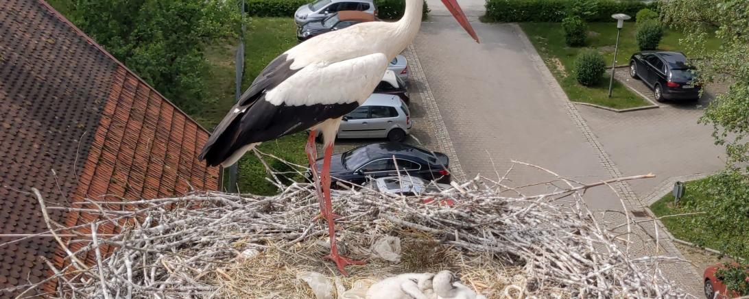 Rainer Störche Tilly und Milly haben Junge bekommen.
