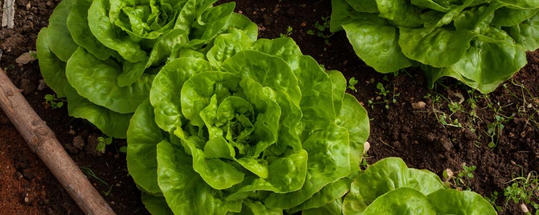 Das Bild zeigt ein Gemüsebeet mit Salat. 