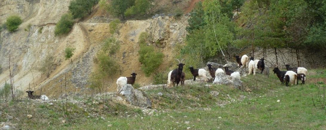 Walliser Schwarzhalsziegen im Erlebnis-Geotop Lindle.