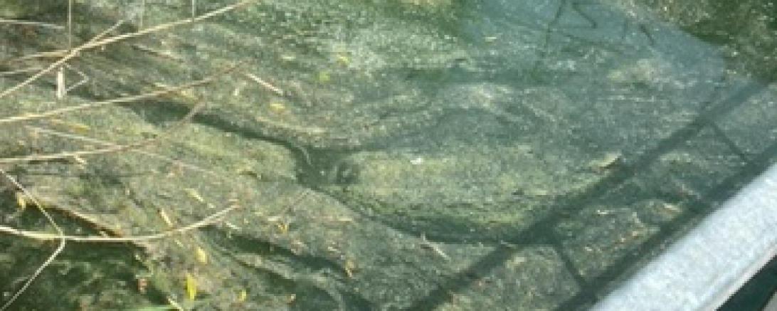 Die Blaualgen zeigen sich durch Schlieren auf der Wasseroberfläche. 