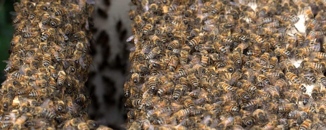 Bienenschwarm 