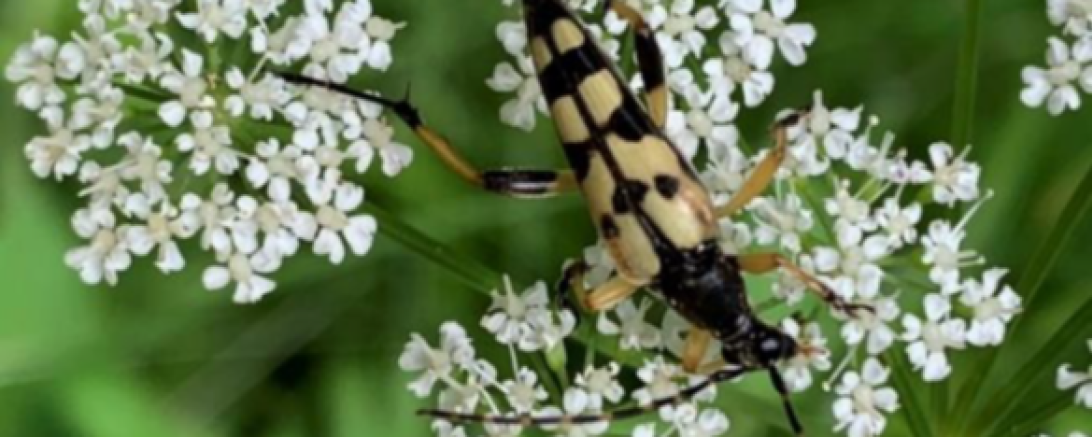 Gefleckter Schmalbock (Rutpela macuata).