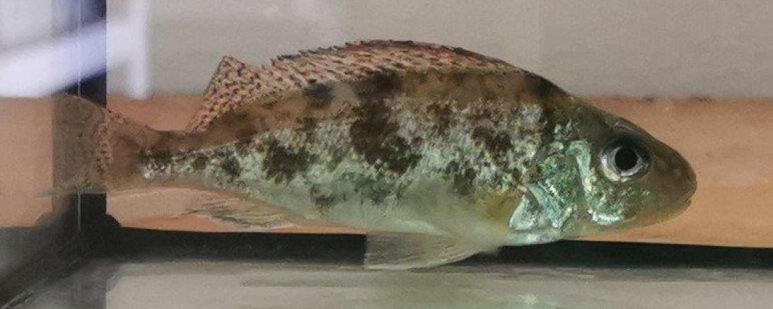 Ein ganz besonderer Fisch - Der Donaukaulbarsch.