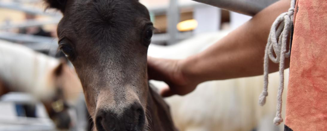 Viehmarkt des Historischen Stadtfest Monheim 