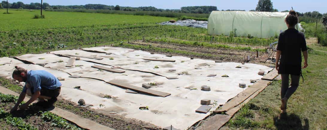 Ackerbau des Wurzelhofs