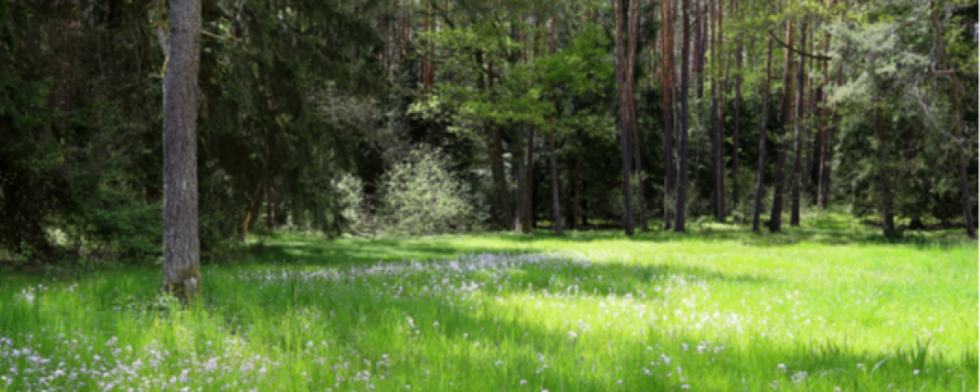 Naturwaldreservat Schneetal