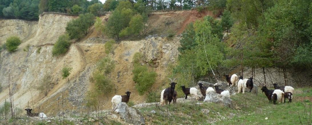 Walliser Schwarzhalsziegen im Erlebnis-Geotop Lindle.