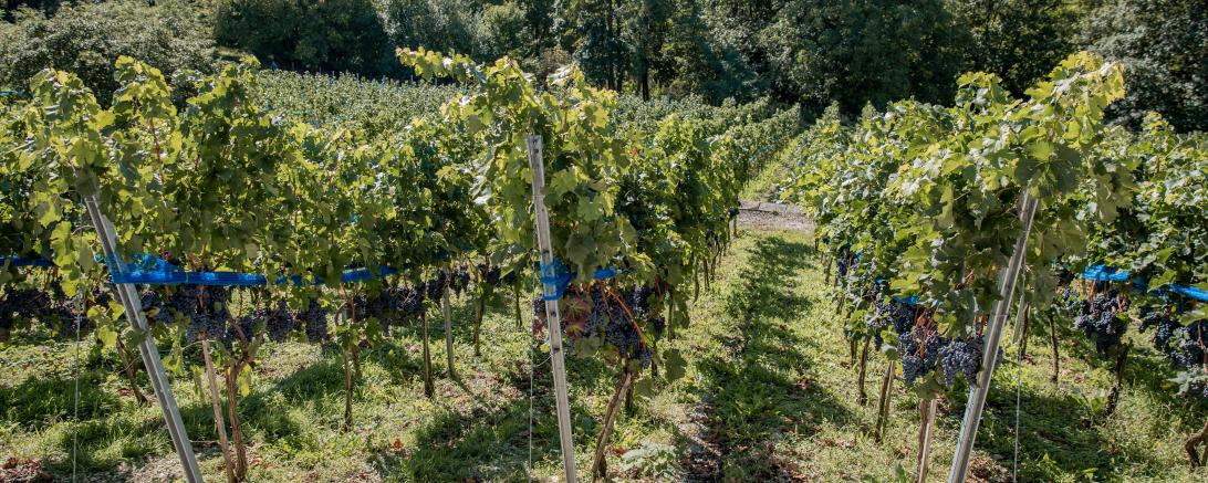 Weintrauben an den Hängen von Schloss Leitheim