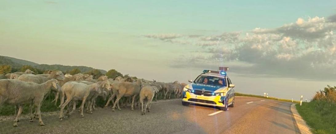 Schafherde flüchtet auf Fahrbahn