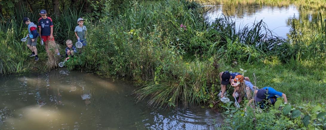 Auch dieses Jahr beteiligte sich Gertrud Bittl-Dinger am Ferienprogramm der Stadt Rain. Mit ihr gingen 18 Kinder auf Becherlupensafari und erforschten den Lebensraum Wasser: als Wasserdetektive mit Kescher und Sieben gingen die Kinder auf die Suche nach Wassertieren. 