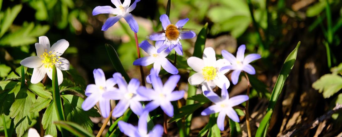 Das Bild zeigt Blumen mit einer Biene.