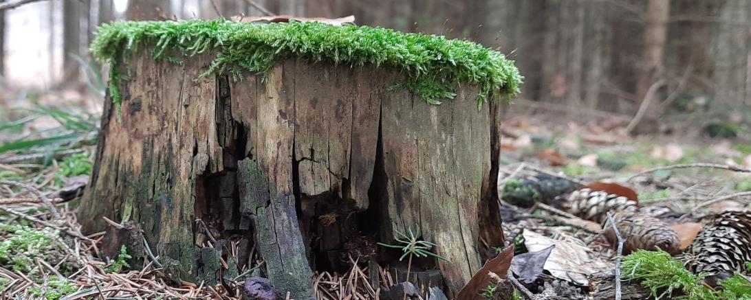 Das Bild im Anhang zeigt einen Baumstumpf im unteren Schwalbtal.