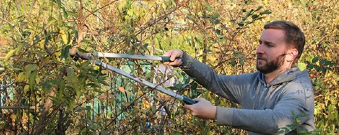 Gehölzschnitt im Herbst 