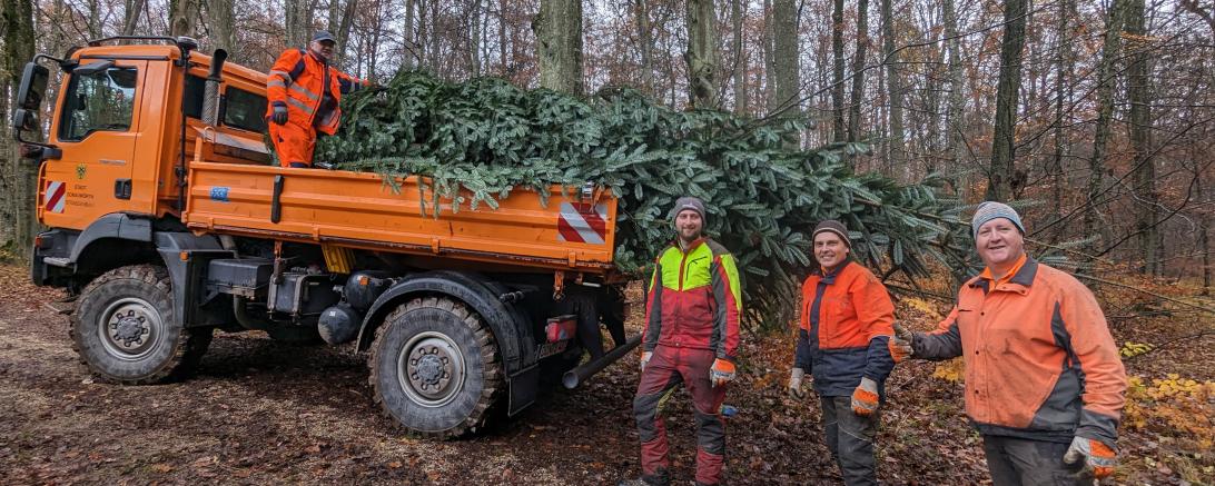 Die Waldarbeiter der Stadt Donauwörth Konrad, Siggi, Max und Josef (von rechts) kümmern sich um die fachgerechte Fällung und den Transport der Tannen.