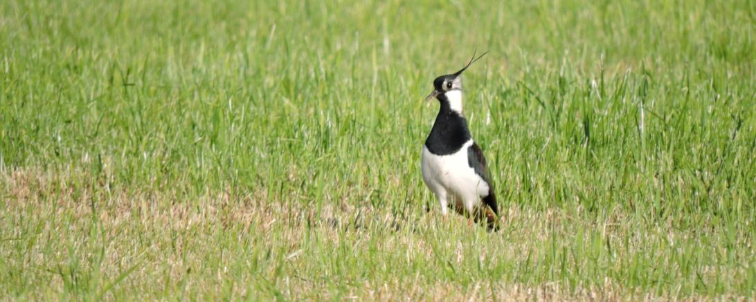 Auf dem Bild ist ein Kiebitz zu sehen.