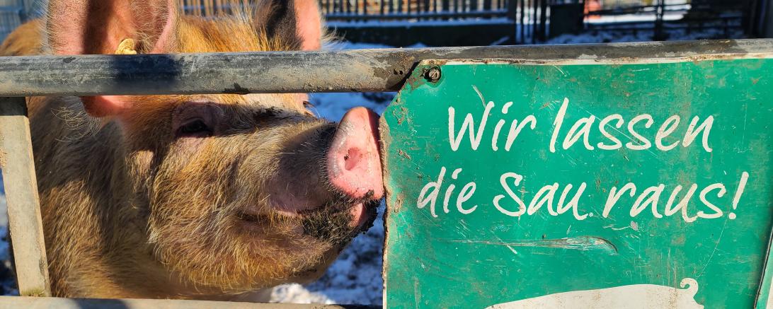 Auf dem Bild ist ein Schwein zu sehen.