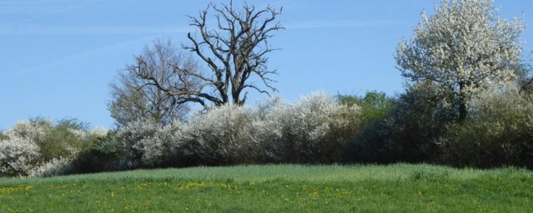Auf dem Bild ist eine Hecke zu sehen.