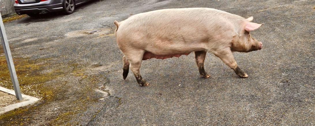 Das Bild zeigt eines der Schweine. 