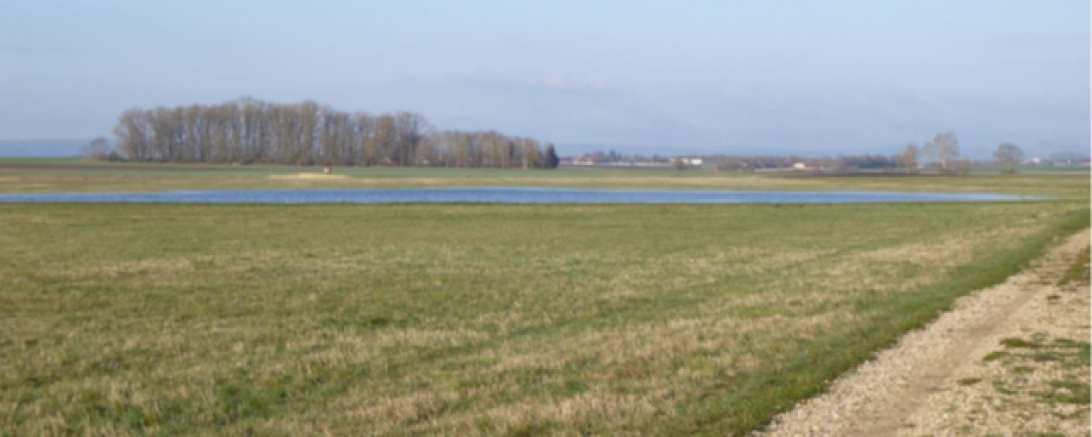 Die offenen, weiten Flächen der Rieser Ebene, idealerweise mit Flachmulden durchsetzt, sind wichtige Lebensräume für Wiesenbrüter. In diesen Gebieten ist die Gebietsbetreuung tätig.